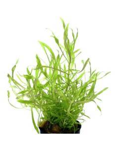 Pogostemon stellatus "Octopus"
