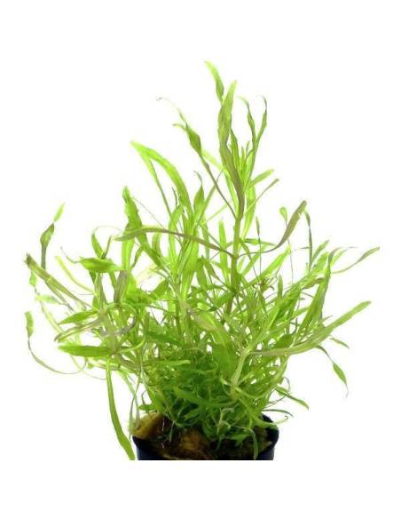 Pogostemon stellatus "Octopus"