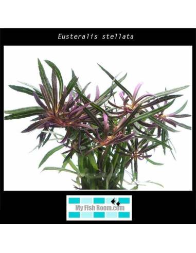 Eusteralis stellata