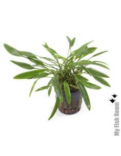 Cryptocoryne nevelli