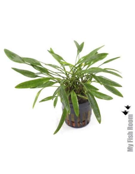 Cryptocoryne nevelli Cryptocoryne nevelli