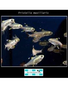 Pristella maxillaris