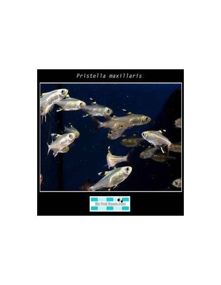Pristella maxillaris
