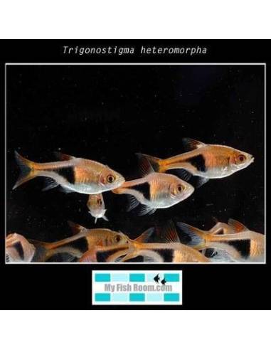 Trigonostigma heteromorpha