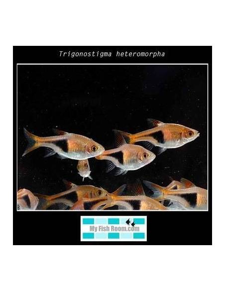 Trigonostigma heteromorpha