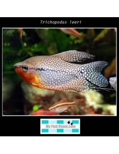 Trichopodus leeri