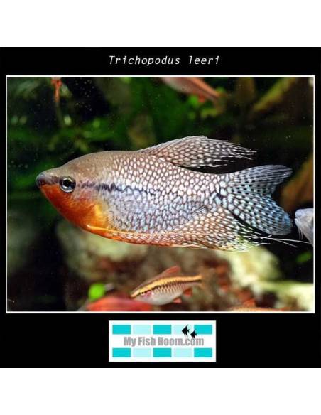 Trichopodus leeri
