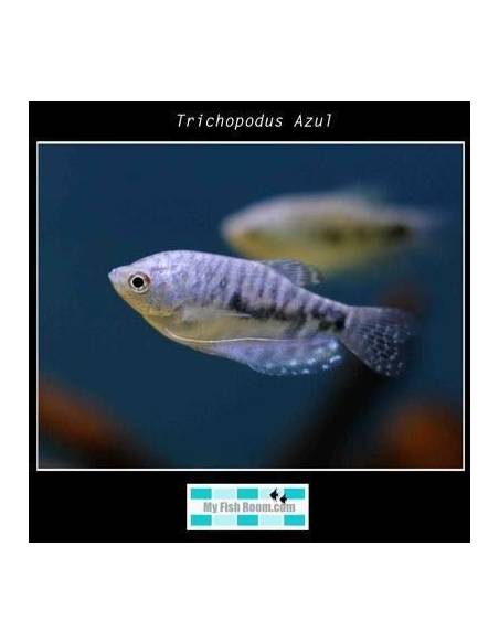 Trichopodus Azul (Cosby)