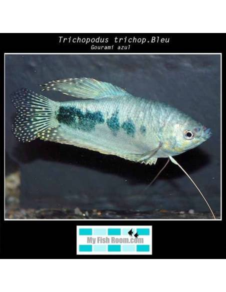 Trichopodus Azul (Cosby)