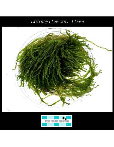 Taxiphyllum sp. 'Flame'