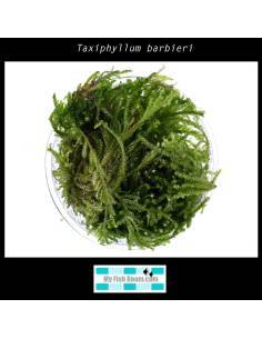 Taxiphyllum barbieri