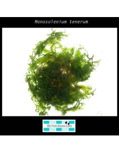 Monosolenium tenerum