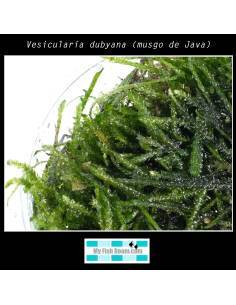 Vesicularia dubyana