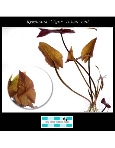 Tigerlotus red