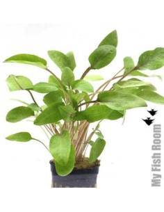 Cryptocoryne undulata