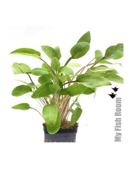 Cryptocoryne undulata