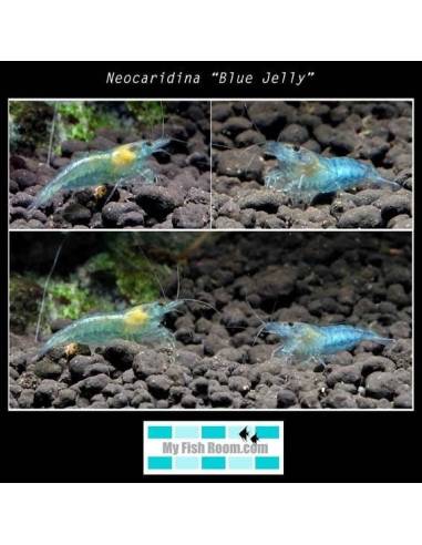 Neocaridina “Blue Jelly”