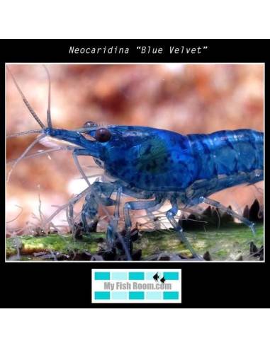 Neocaridina “Blue Velvet”
