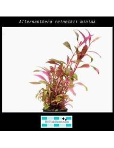 Alternanthera reineckii minima
