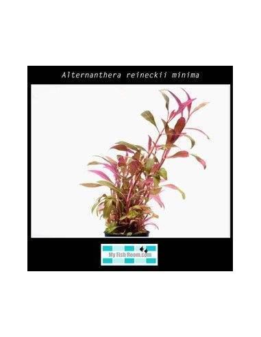 Alternanthera reineckii minima