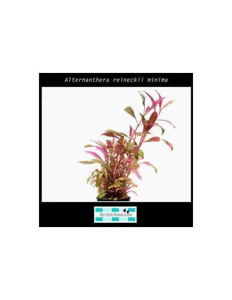 Alternanthera reineckii minima
