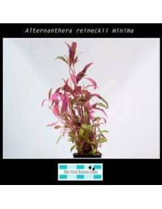 Alternanthera reineckii minima 2