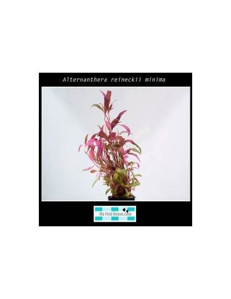 Alternanthera reineckii minima