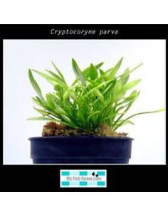 Cryptocoryne parva