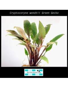 Cryptocoryne wendtii Green Gecko