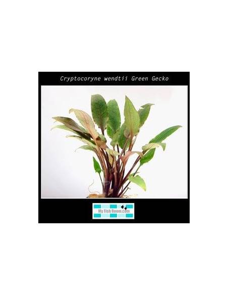 Cryptocoryne wendtii Green Gecko