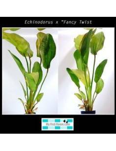 Echinodorus x "Fancy Twist"