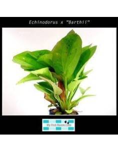 Echinodorus x "Barthii"