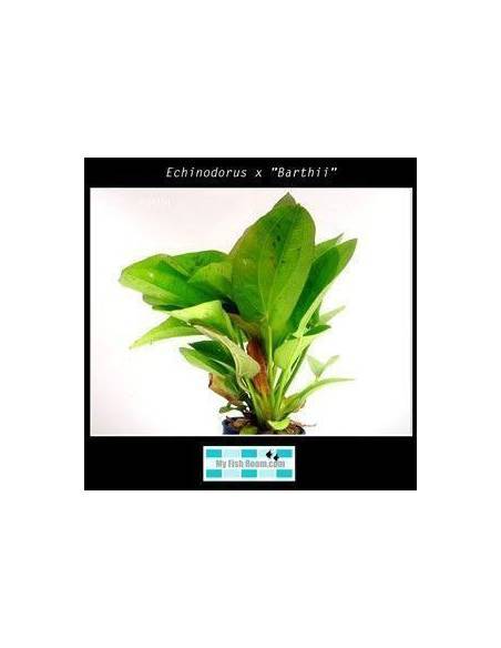 Echinodorus x "Barthii"