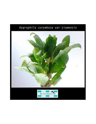 Hygrophila corymbosa var siamensis