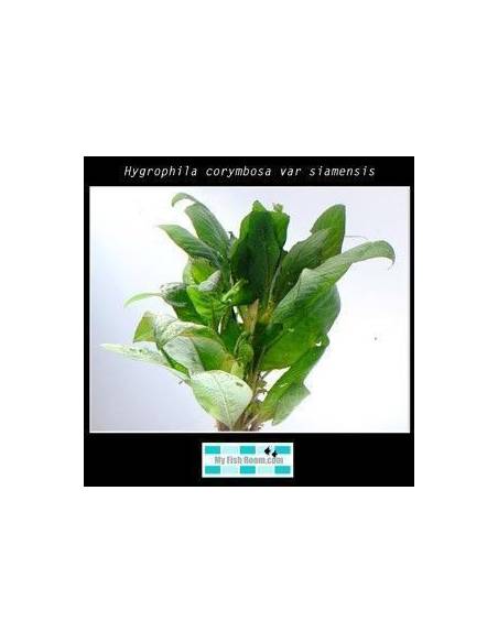 Hygrophila corymbosa var siamensis