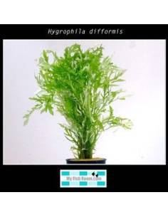 Hygrophila difformis