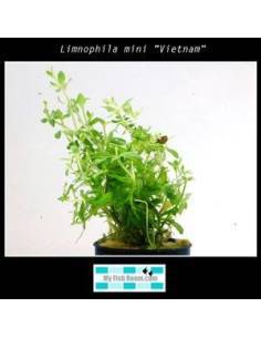 Limnophila mini "Vietnam"