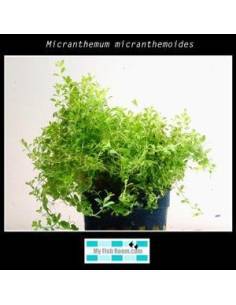 Micranthemum micranthemoides