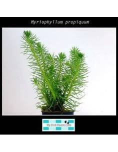Myriophyllum propiquum