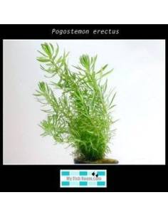 Pogostemon erectus