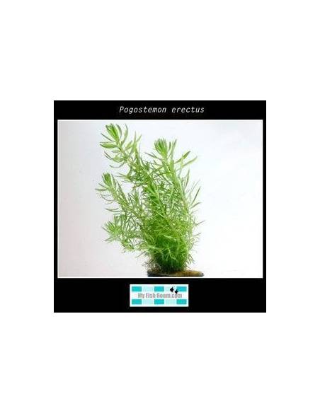 Pogostemon erectus