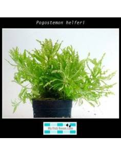 Pogostemon helferi
