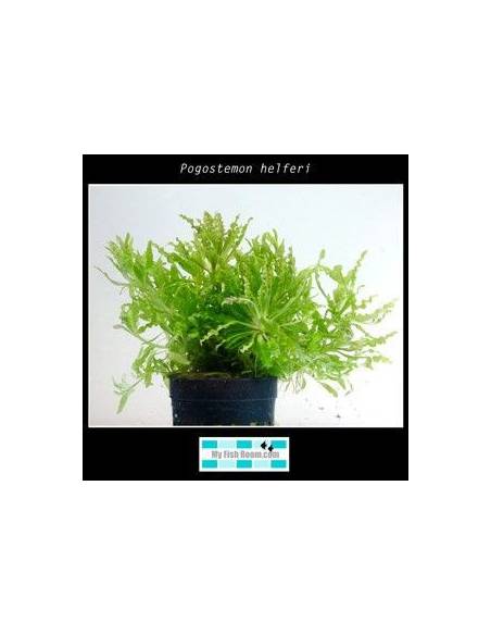 Pogostemon helferi