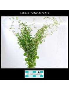 Rotala rotundifolia