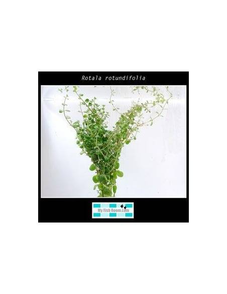 Rotala rotundifolia
