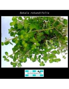 Rotala rotundifolia 2