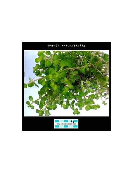 Rotala rotundifolia