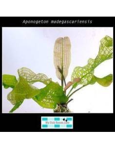 Aponogeton madagascariensis
