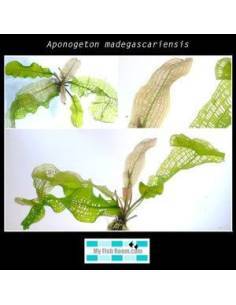 Aponogeton madagascariensis 2