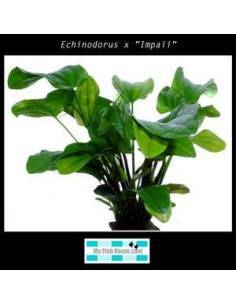 Echinodorus x "Impaii"